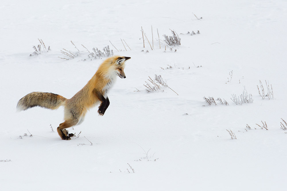 hunting-fox-in-snow-yellowstone.jpg