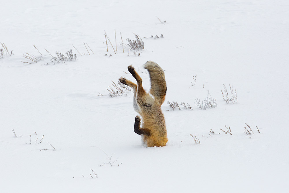 hunting-fox-with-head-in-snow-hayden-valley.jpg