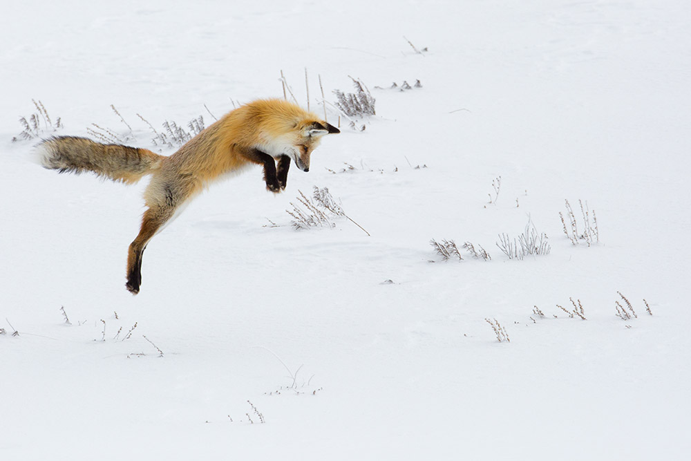 jumping-hunting-fox-hayden-valley.jpg