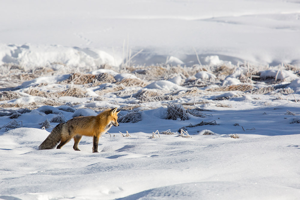 red-fox-hunts-near-terrace-spring.jpg