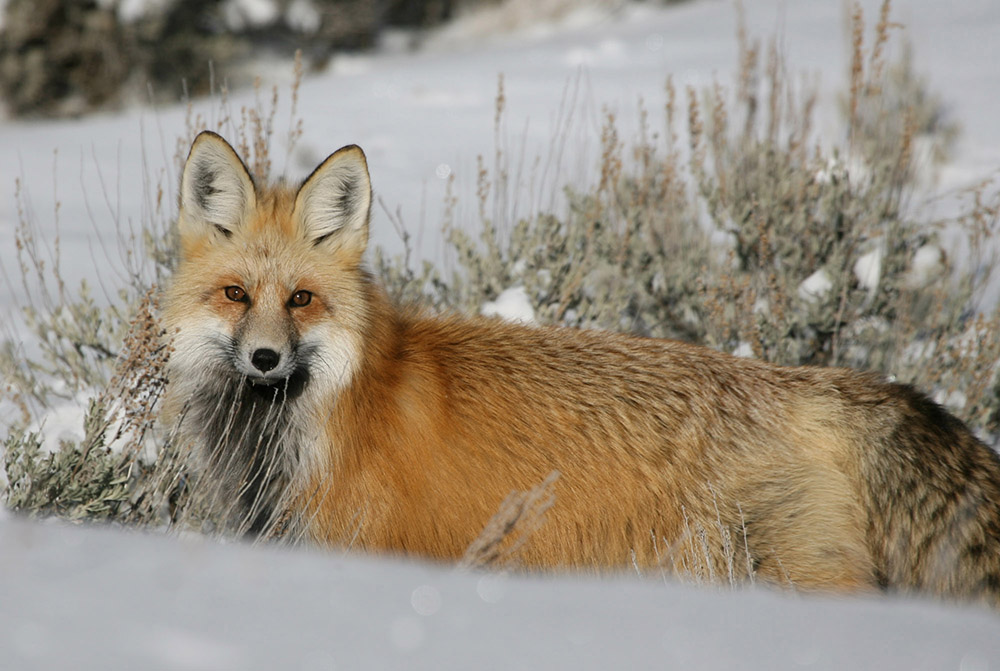 red-fox-relaxing-in-snow.jpg