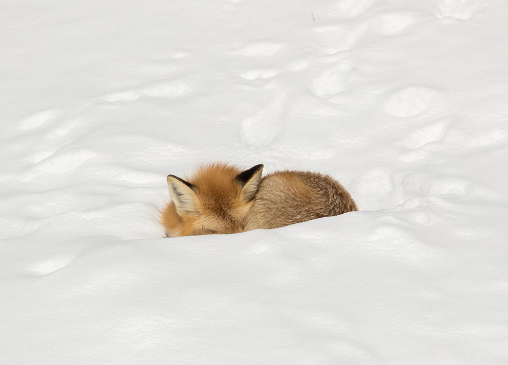 red-fox-resting-in-snow.jpg