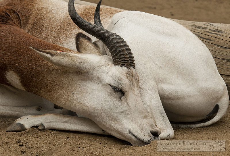 gazelle-sleeping-2498.jpg