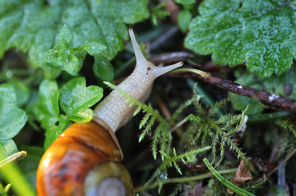 garden-snail.jpg