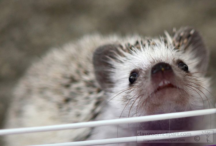 hedgehog-picture_00A.jpg