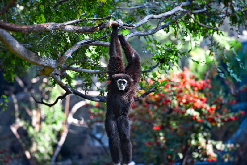 siamang-primate-hanging-from-tree-photo_8430E.jpg