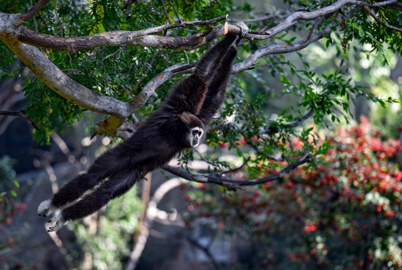 siamang-primate-hanging-from-tree-photo_8432A.jpg