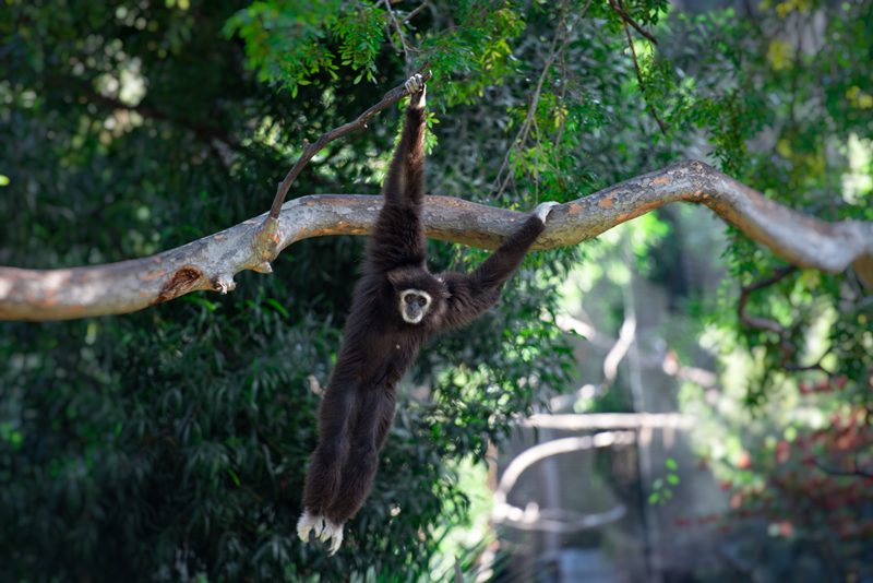 siamang-primate-hanging-from-tree-photo_8438.jpg