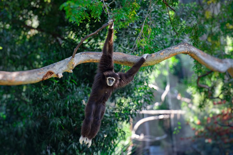 siamang-primate-hanging-from-tree-photo_843E.jpg