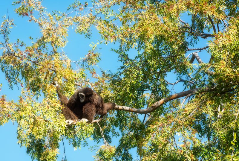 siamang-primate-sitting-high-on-tree-photo_8389E.jpg