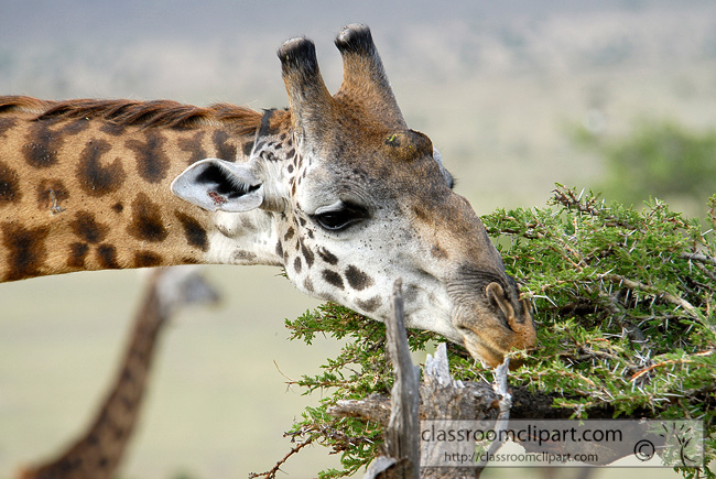 5_africa_giraffe_38.jpg