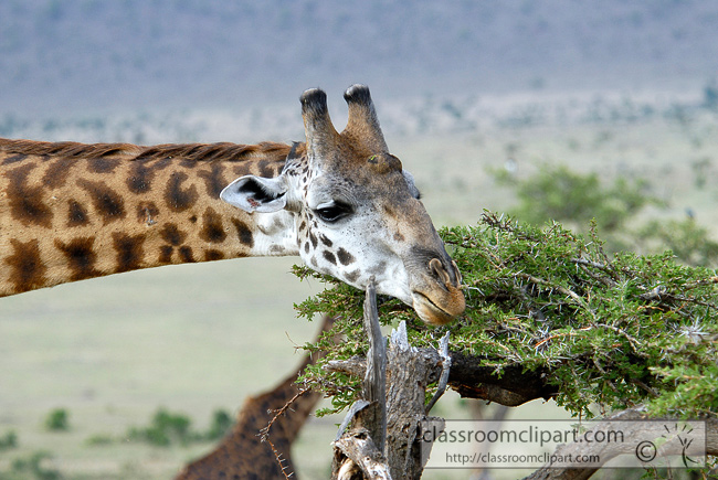 5_africa_giraffe_39.jpg
