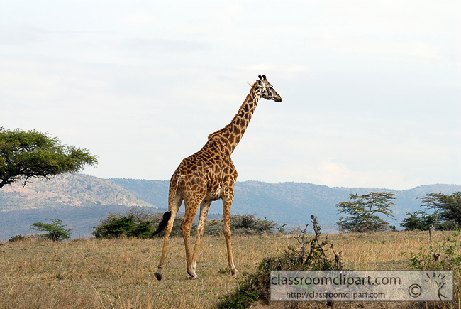 5_giraffe_africa_10.jpg