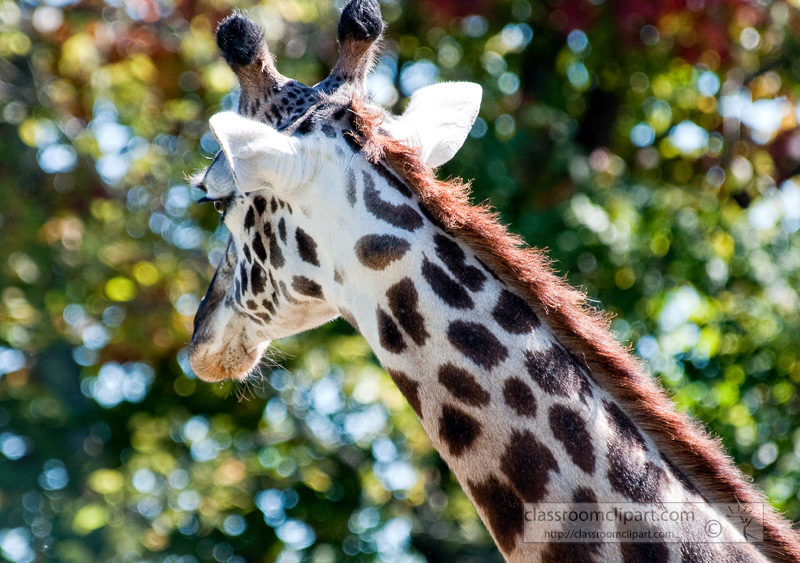 giraffe-at-zoo-nashville-photo_100811.jpg