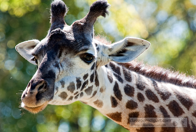 giraffe-at-zoo-nashville-photo_100813.jpg
