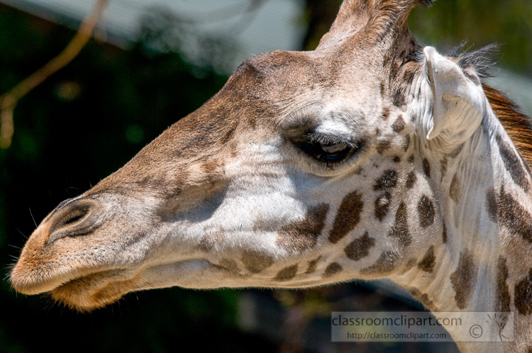 giraffe-face-closeup-photo-5038E.jpg