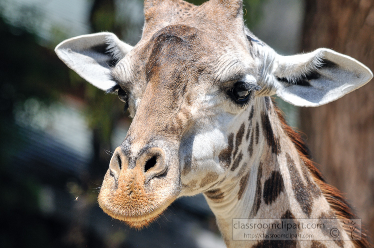 giraffe-face-closeup-photo-5039E.jpg
