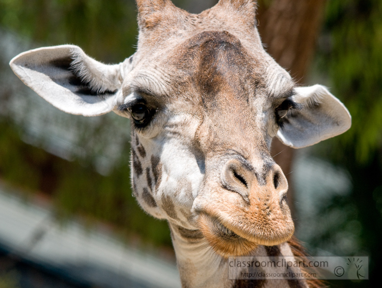 giraffe-face-closeup-photo-5040EE.jpg