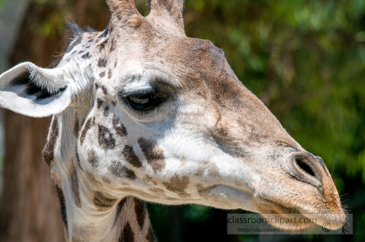 giraffe-face-closeup-photo-5041.jpg