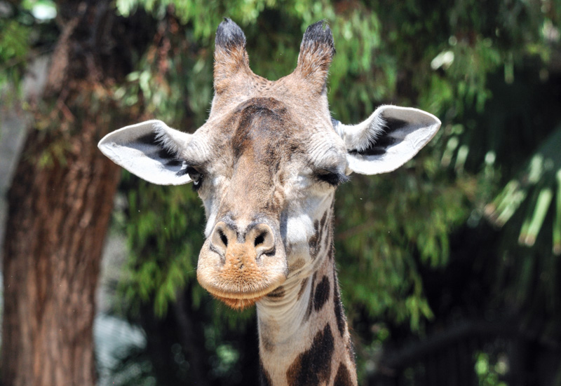 giraffe-face-closeup-photo-5043.jpg