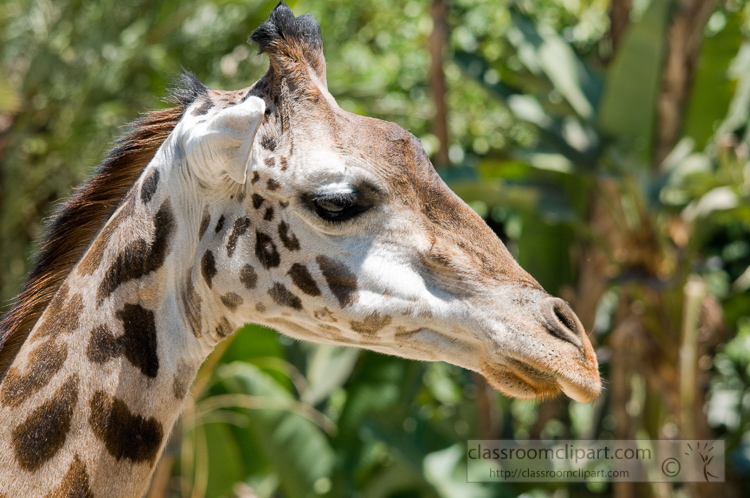 giraffe-face-closeup-photo-5049.jpg