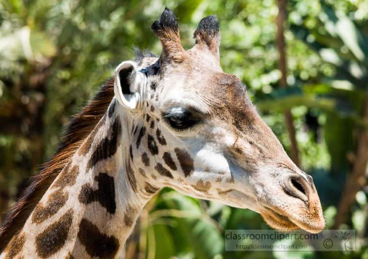 giraffe-face-closeup-photo-5050.jpg