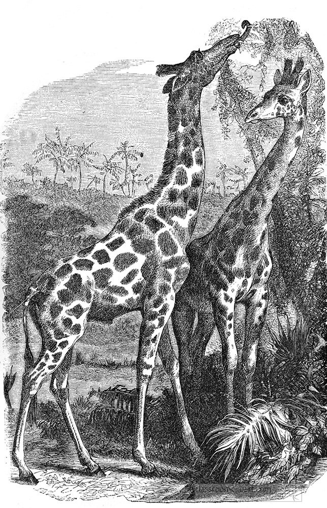 giraffe-illustration-240a.jpg