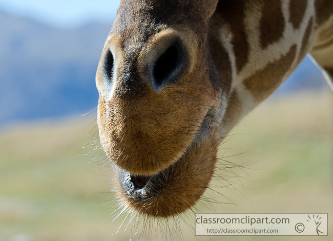 giraffe_nose_mouth_closeup_307.jpg