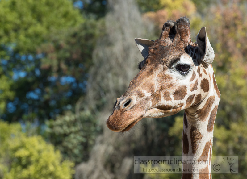 reticulated-giraffe-photo_699E.jpg