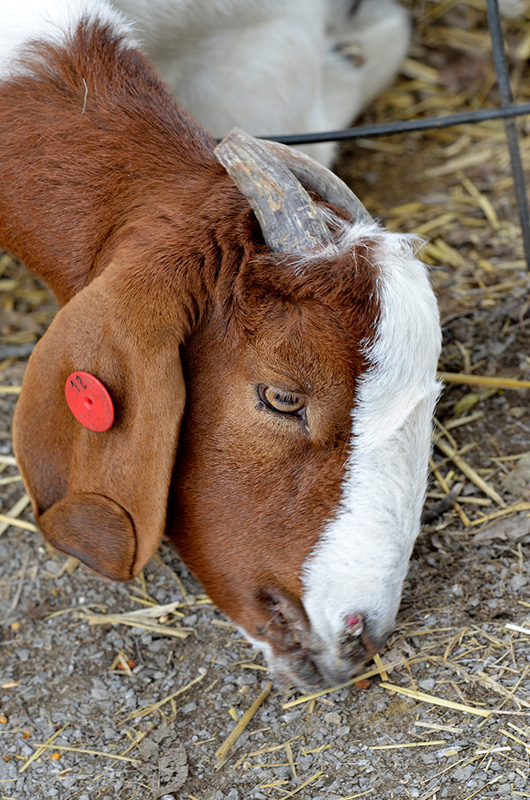 boer-goat-eating-25A.jpg