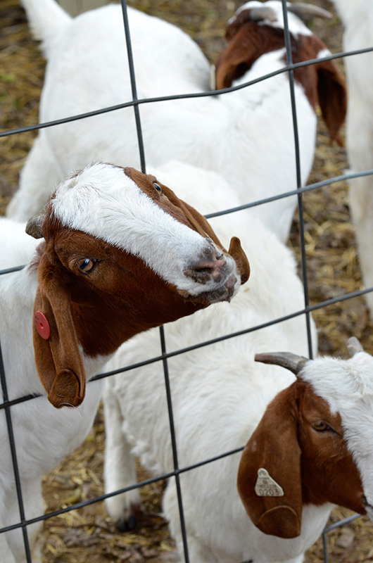 goat-picture-2118A.jpg