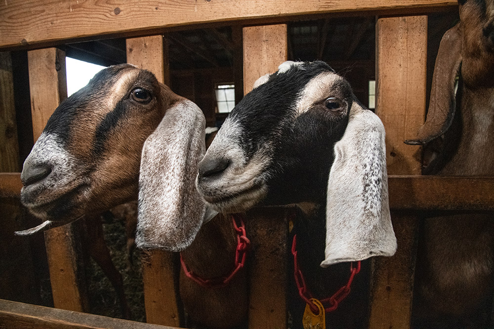 two-cute-goats-places-head-through-space-in-wooden-fence.jpg