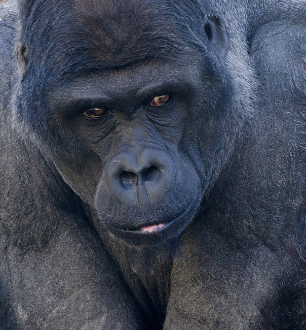 closeup_lowland_gorilla_718b.jpg