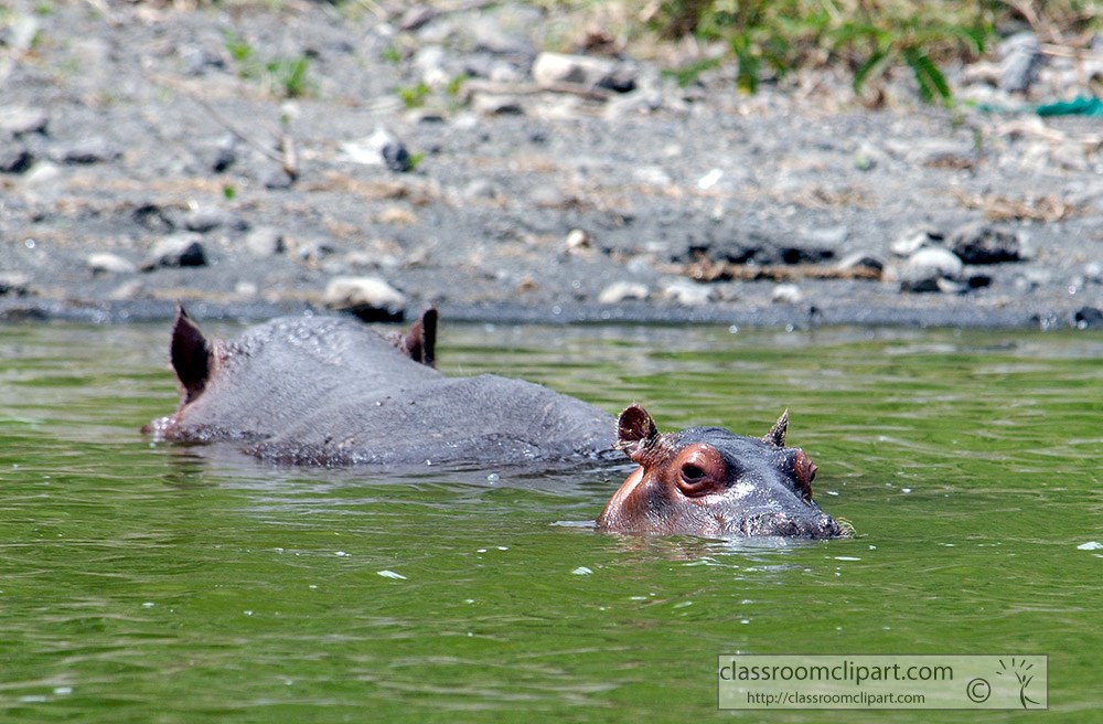 baby-hippo-and-mother-in-lake.jpg