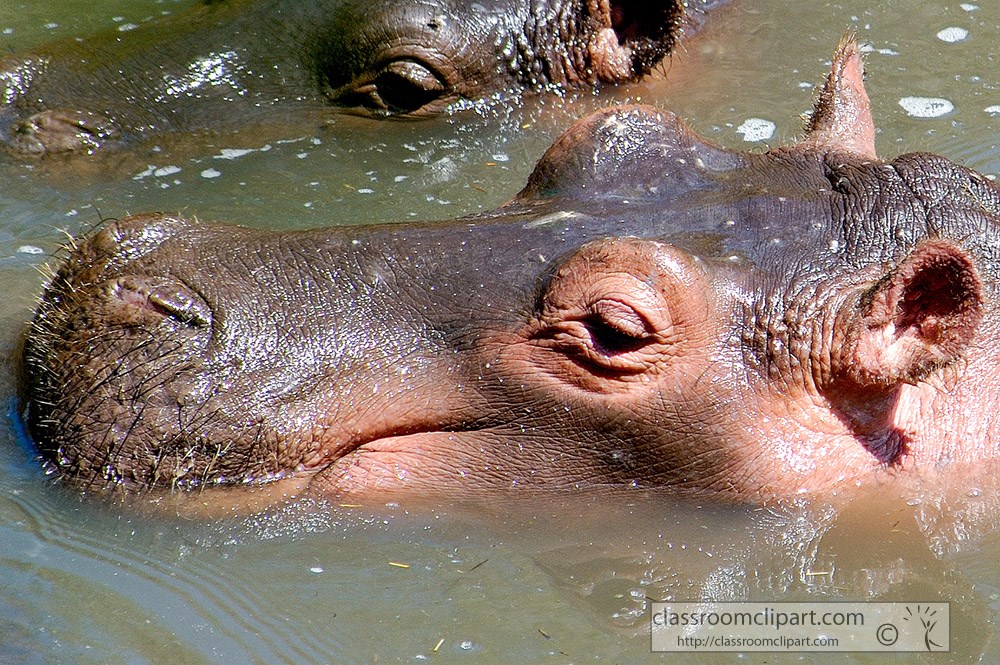 closeup-hippopotamus-kenya-africa-picture-044a.jpg