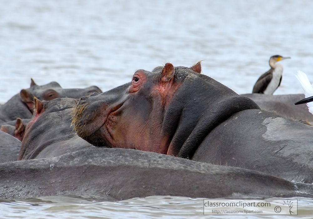 closeup-pods-of-hippos-in-kenyan-lake-4.jpg