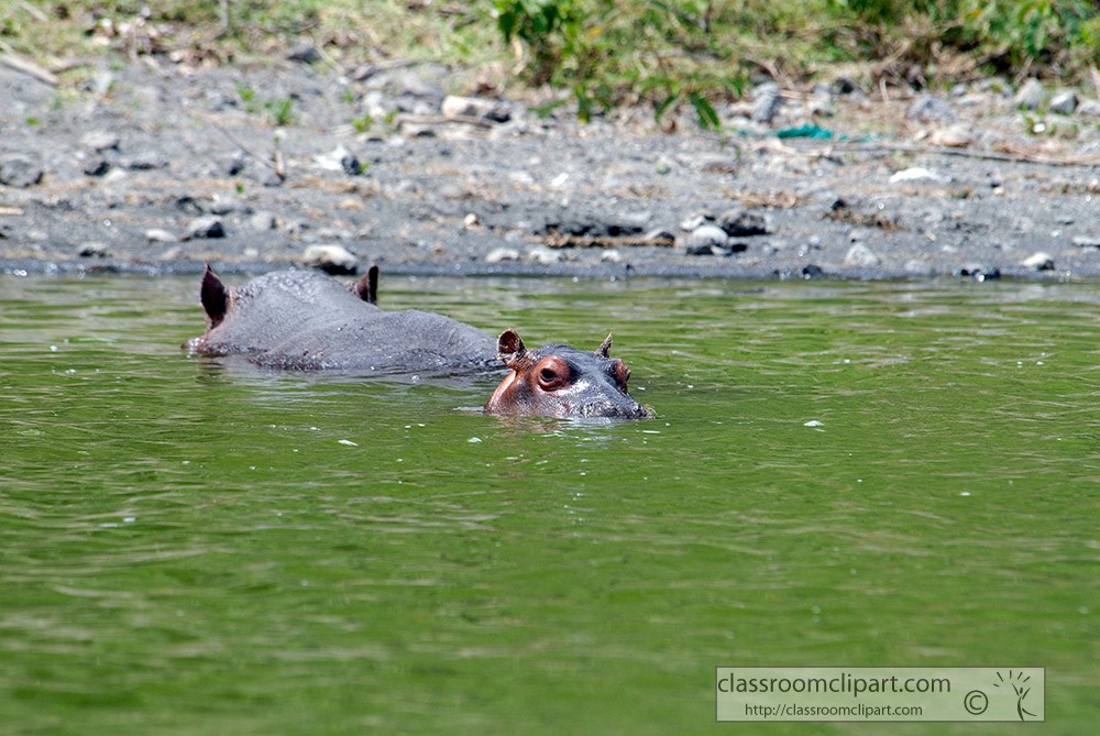 hippo-near-shoreline-at-lake-naivashao-05.jpg