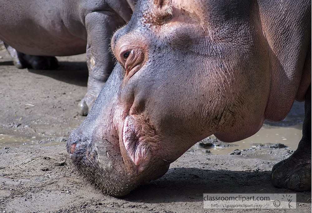 hippopotamus-at-zoo-side-view.jpg