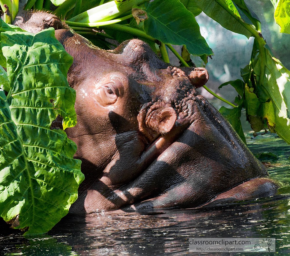 hippopotamus-eating-closeup-46a.jpg