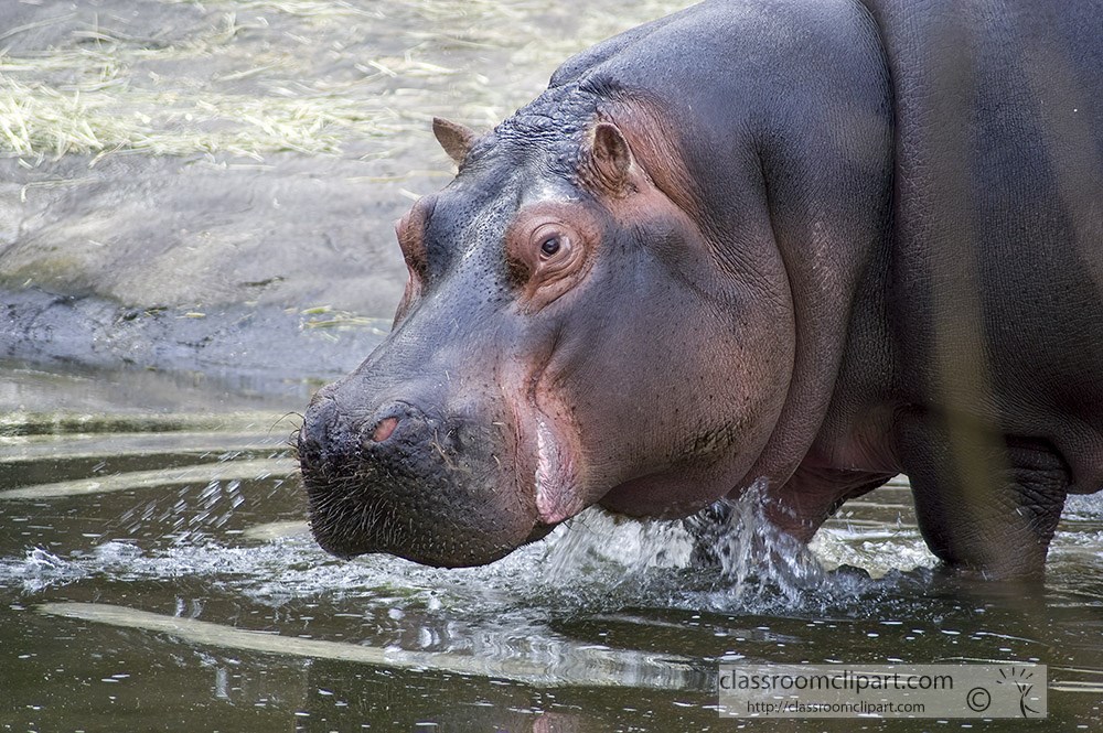 hippopotamus-entering-water-at-zoo.jpg