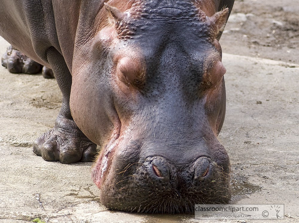 hippopotamus-front-view-closeup.jpg