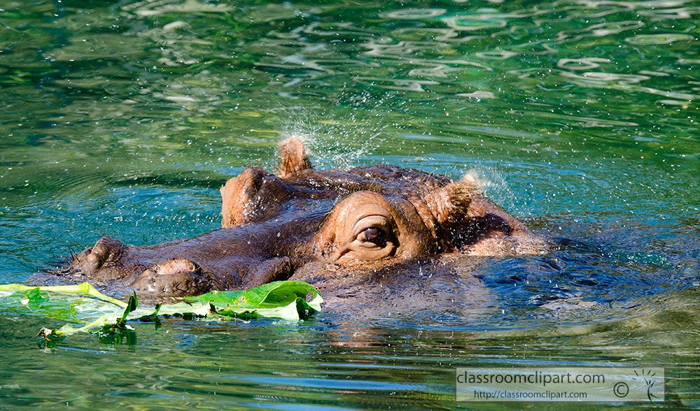 hippopotamus-head-partically-submerged-in-water.jpg