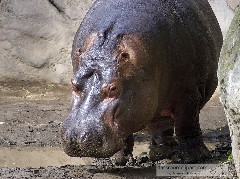 hippopotamus-in-mud-closeup.jpg
