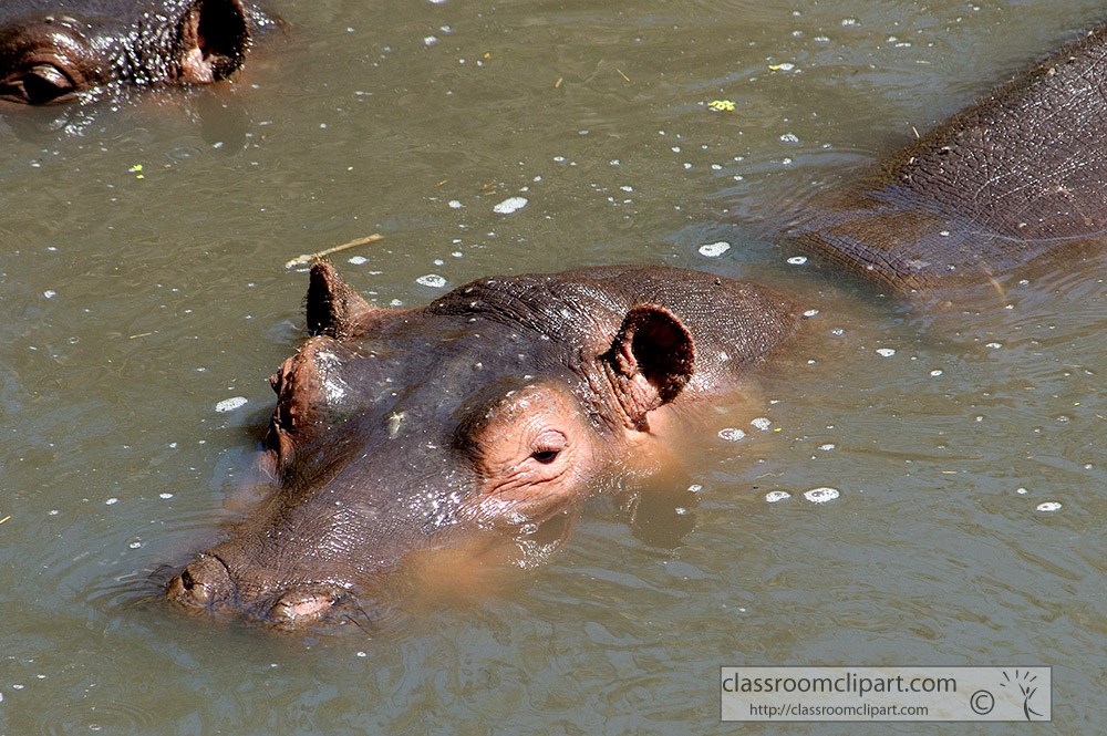 hippopotamus-kenya-africa-picture-046.jpg