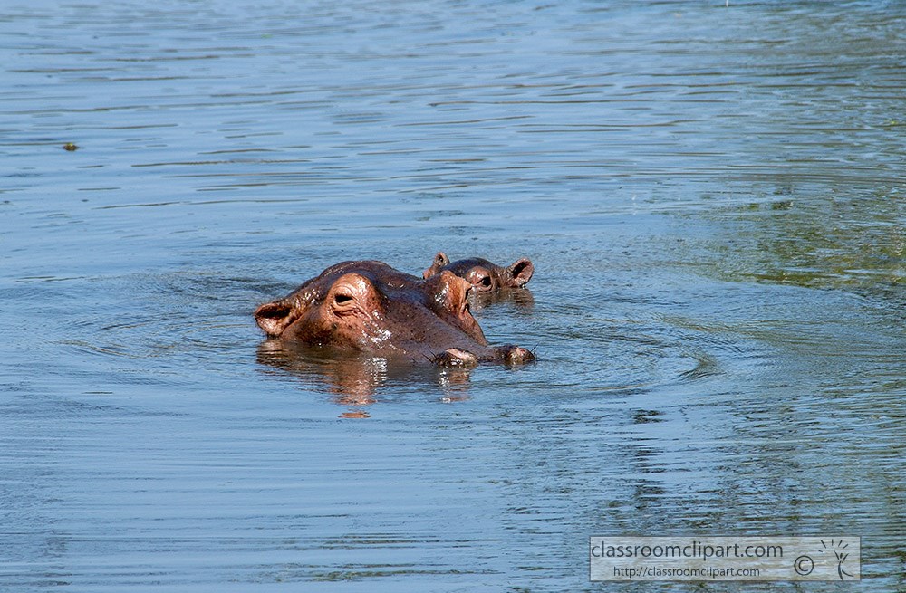 hippopotamus-or-river-horse-swimming-in-lake-kenya-africa.jpg