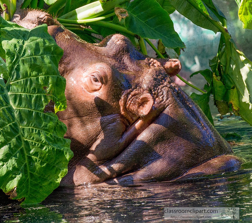hippopotamus-semiaquatic-mamma-head-out-of-water-resting-in-plants.jpg