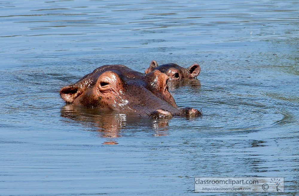 hippopotamus-shows-head-swimming-in-lake-kenya-africa-picture.jpg