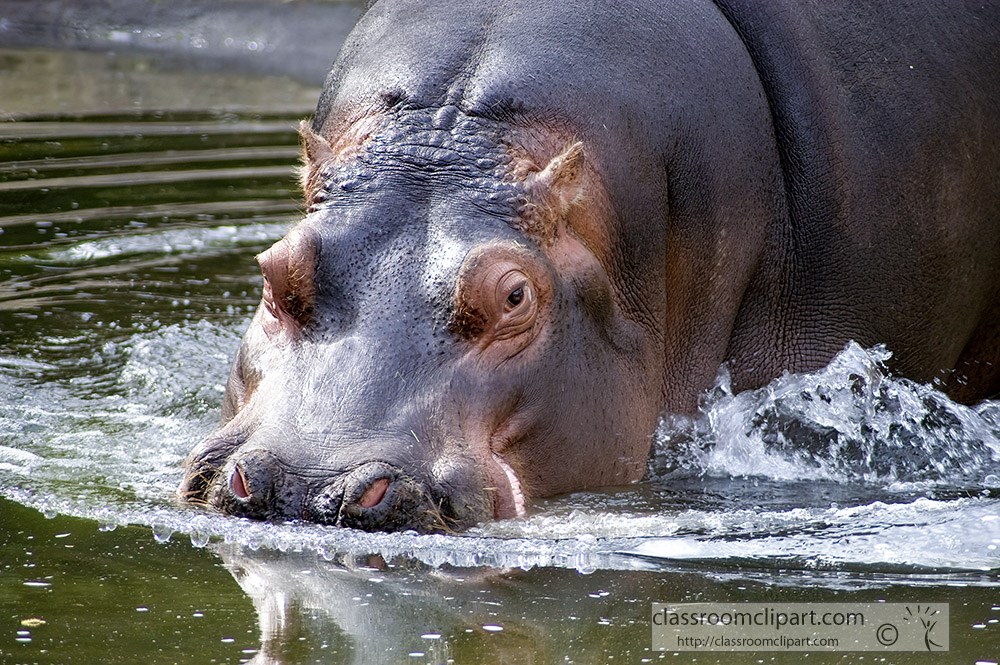 hippopotamus-splasihing-in-water.jpg