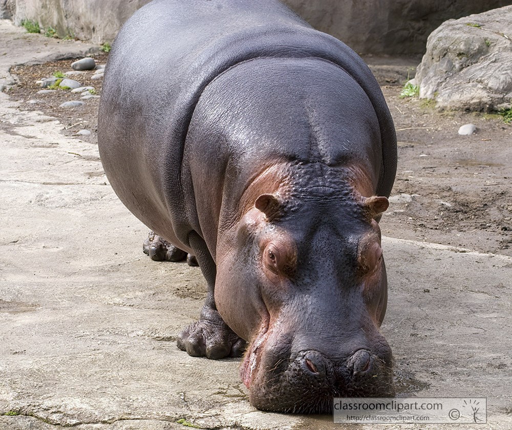 hippopotamus-standing-on-stumpy-legs.jpg