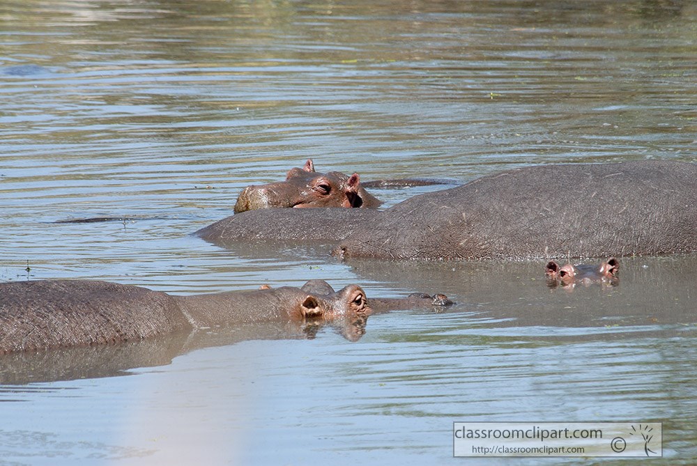 hippopotamus-swimming-in-lake-kenya-africa-picture-062.jpg
